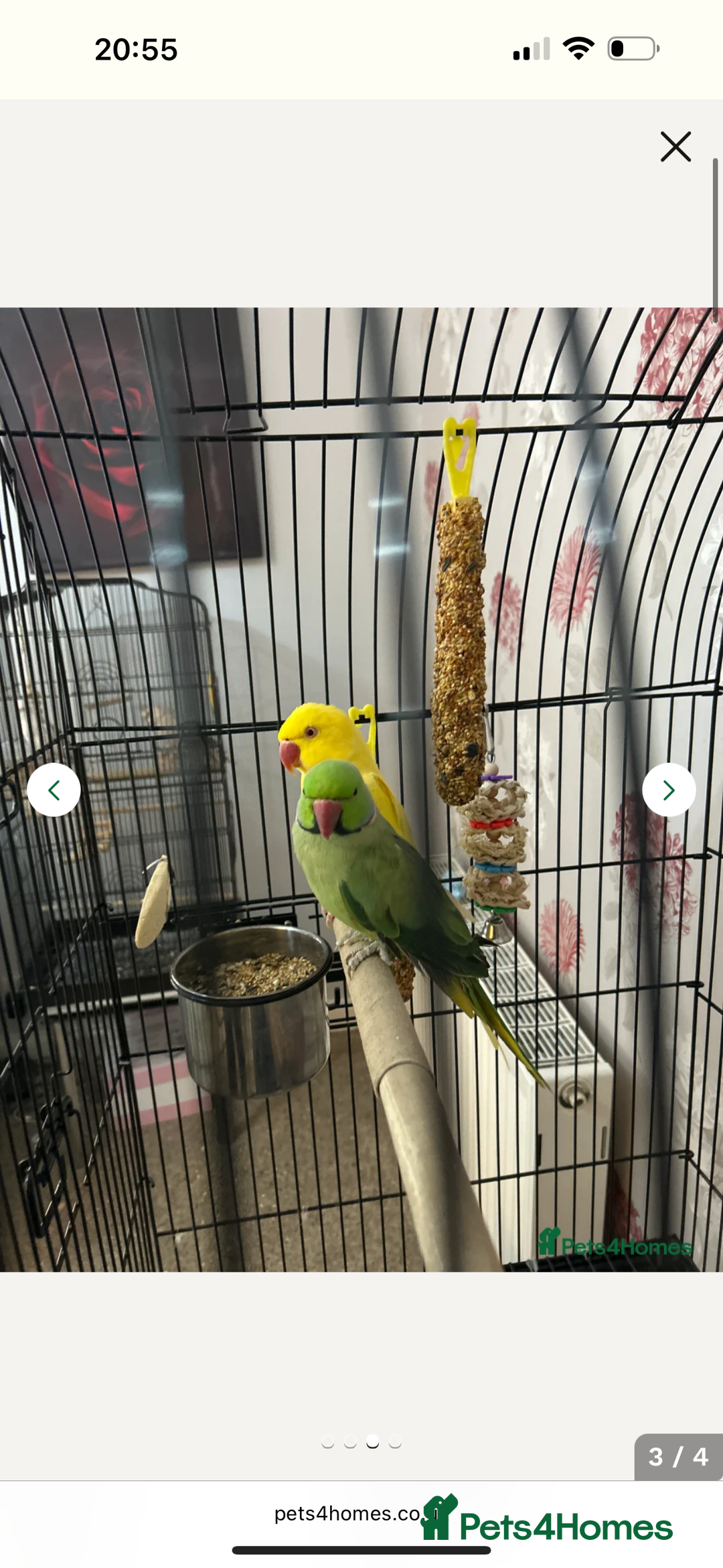Parakeets birds for sale: Green Male Indian ring neck  - Image 3