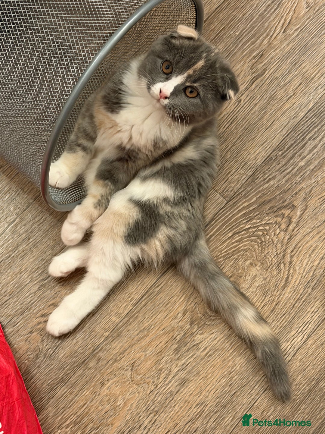 Mixed Breed cats for sale: Fold x Maine coon girls - Advert 7