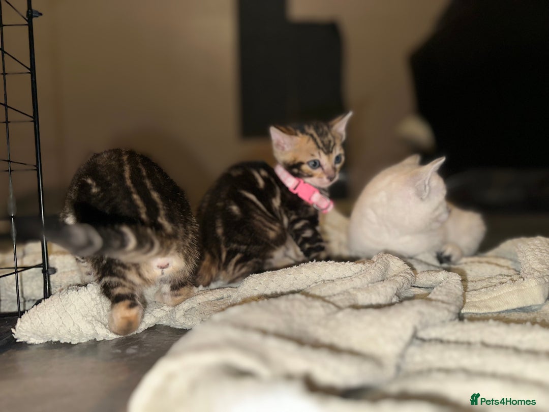 Bengal cats for sale: Snow Lynx, Marble & Brown Rosette Bengals - Image 12