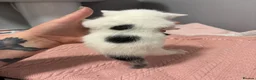 Domestic Shorthair cats for sale: 3 beautiful female kittens aged 5 weeks - Advert 11