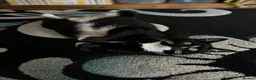 Domestic Shorthair cats for sale: Maja–4yo Cat Looking for an Elderly Companion - Advert 10