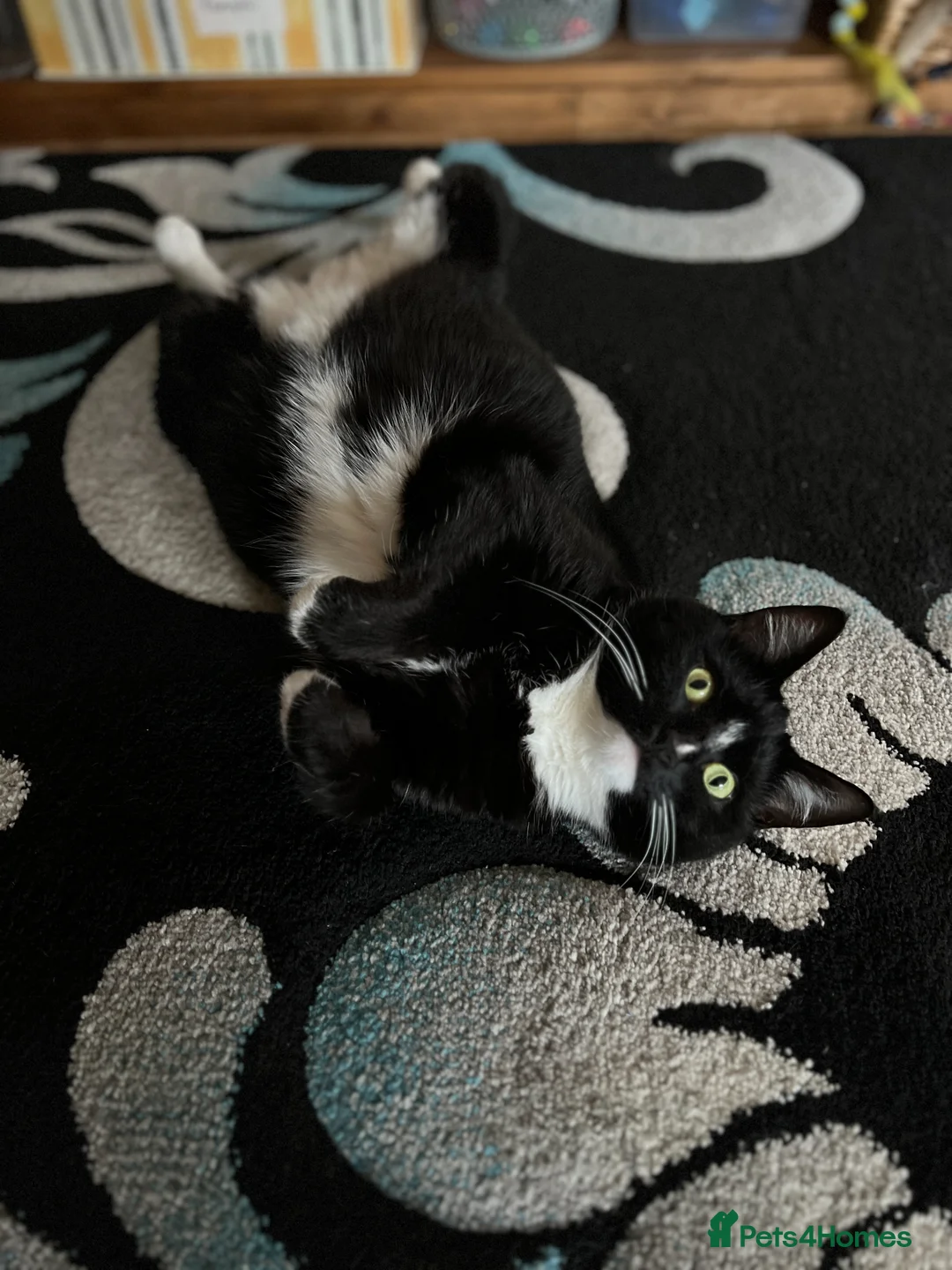 Domestic Shorthair cats for sale: Maja–4yo Cat Looking for an Elderly Companion - Advert 10