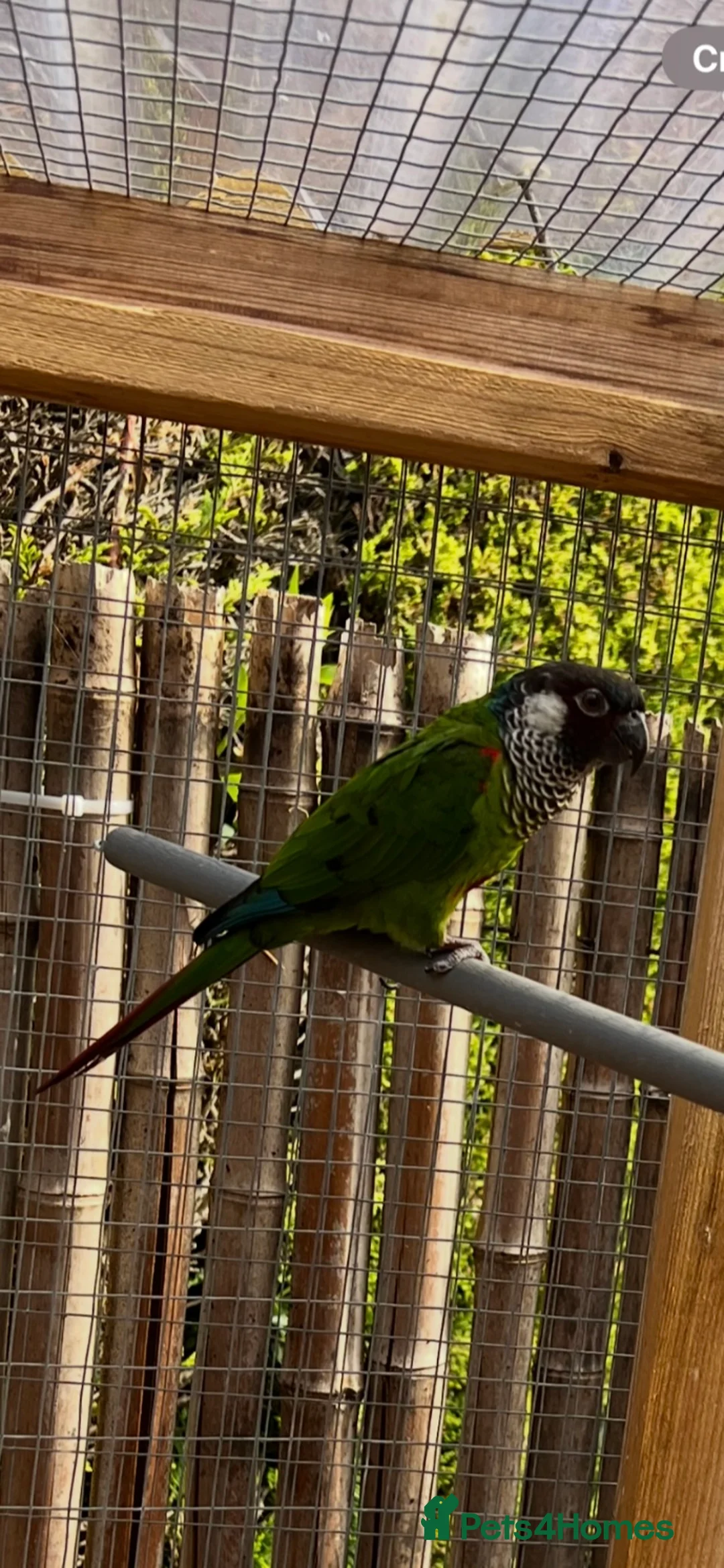 Conures birds for sale: Proven Breeding Pair of White-Eared conures  - Advert 3