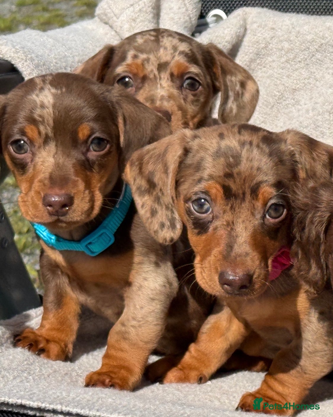 Miniature Dachshund dogs Miniature dachshund puppies  - Advert 17