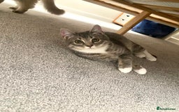 Ragdoll cats for sale: Ragdoll cross silver tabby kitten - Image 1