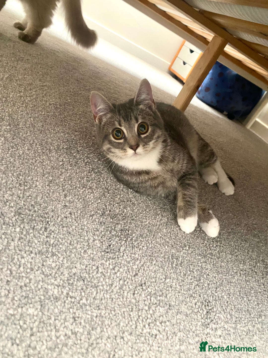 Ragdoll cats for sale: Ragdoll cross silver tabby kitten - Image 1