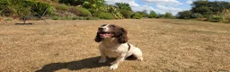 English Springer Spaniel dogs for sale: Springer Spaniel Puppies For Salee - Advert 7