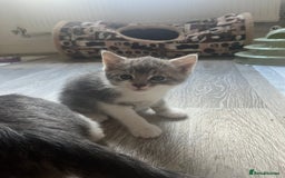 Mixed Breed cats for sale: Beautiful Grey and White tabby kittens - Image 4
