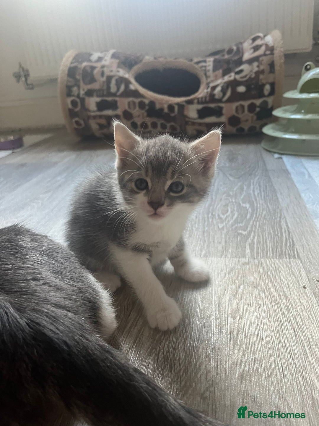 Mixed Breed cats for sale: Beautiful Grey and White tabby kittens - Image 4
