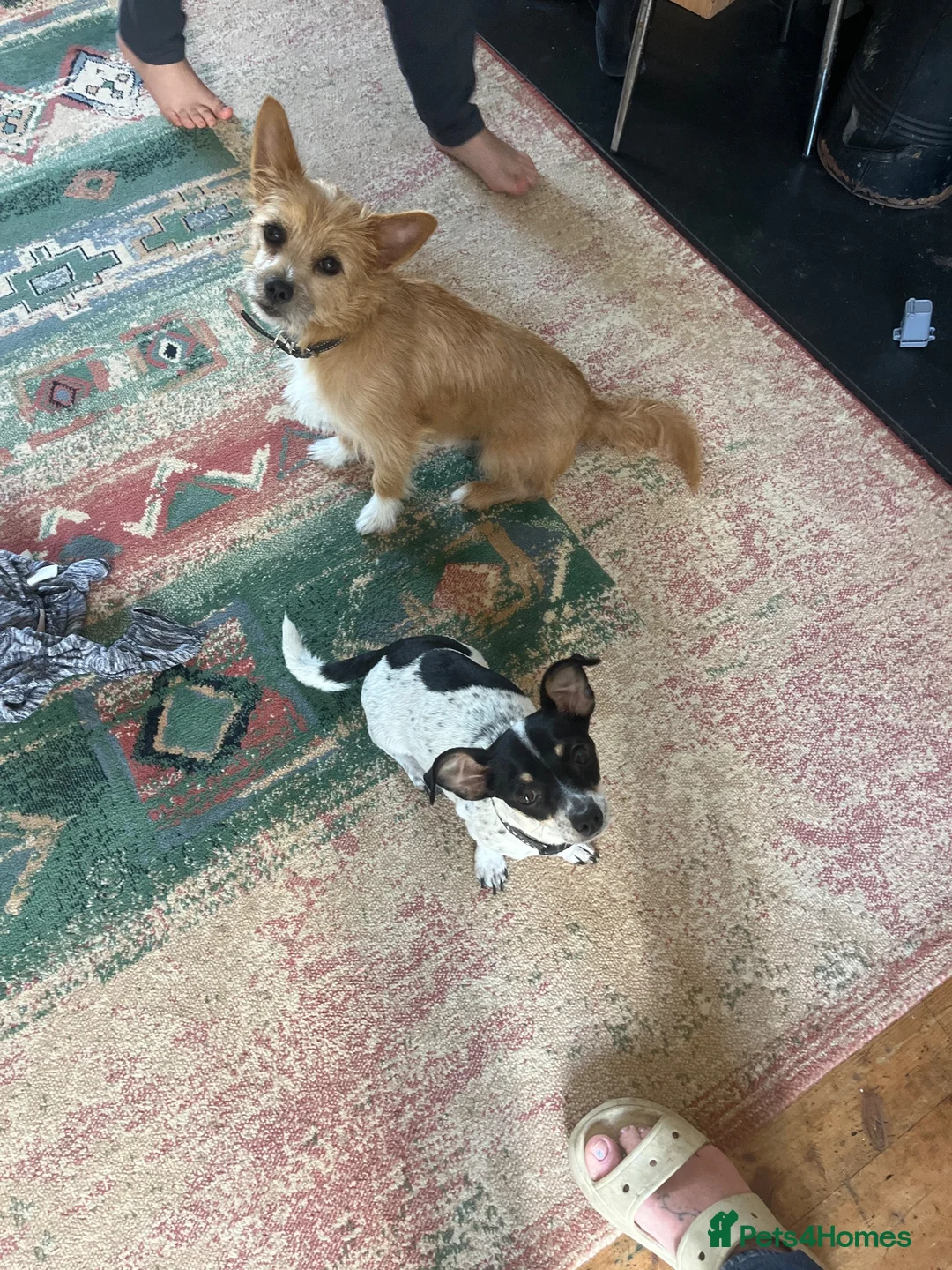 Jack Chi dogs for sale: Jack Russell x puppies in Holsworthy - Advert 8
