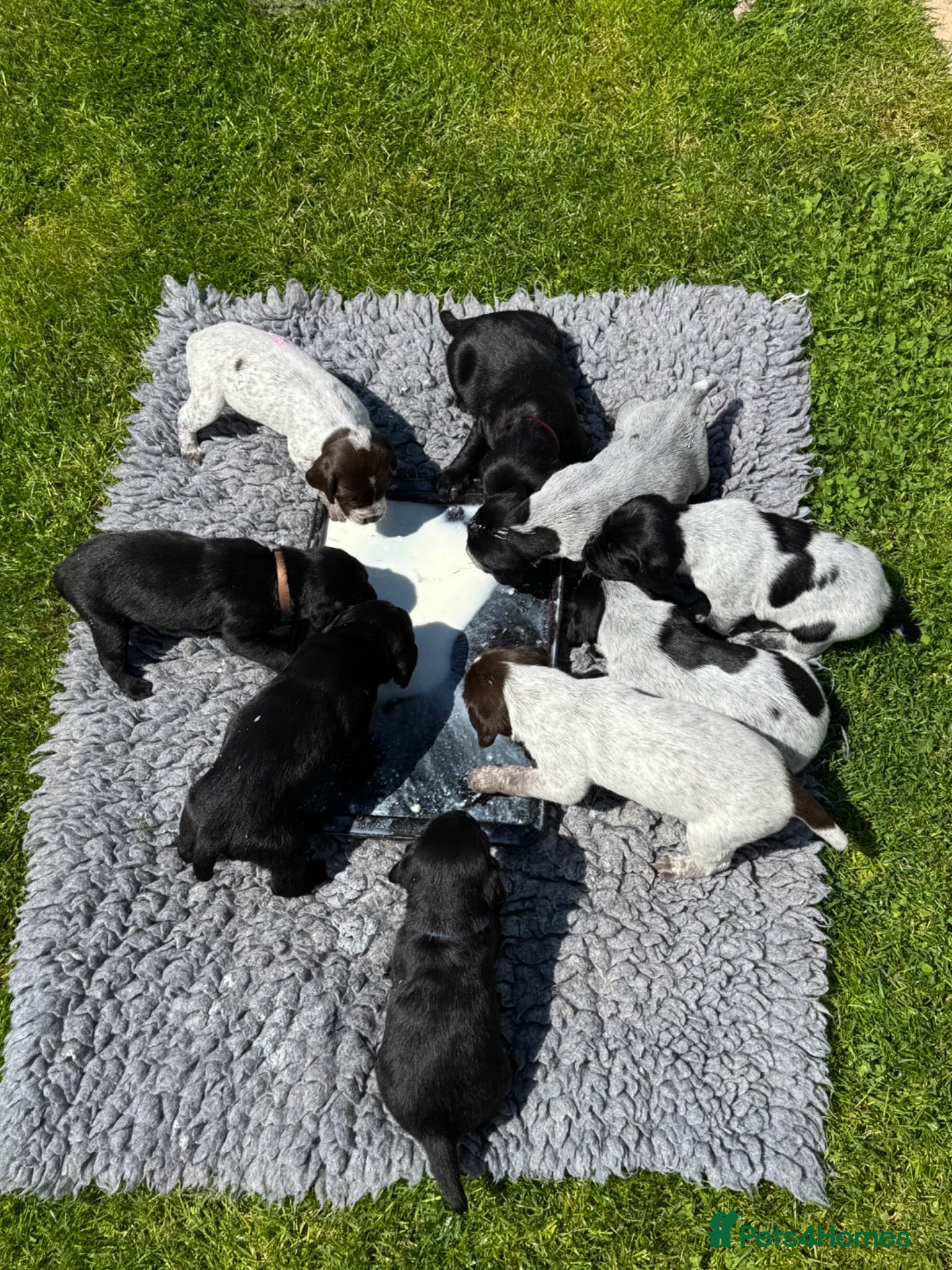 Mixed Breed dogs Beautiful litter of working GWPxLab puppies - Advert 1