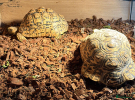 Tortoise reptiles Male and female leopard tortoise for sale  - Advert 1