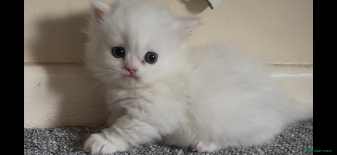 Munchkin cats for sale: Beautiful Munchkins Kittens  - Image 8