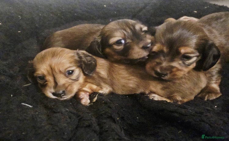 Miniature Dachshund dogs - Advert 13