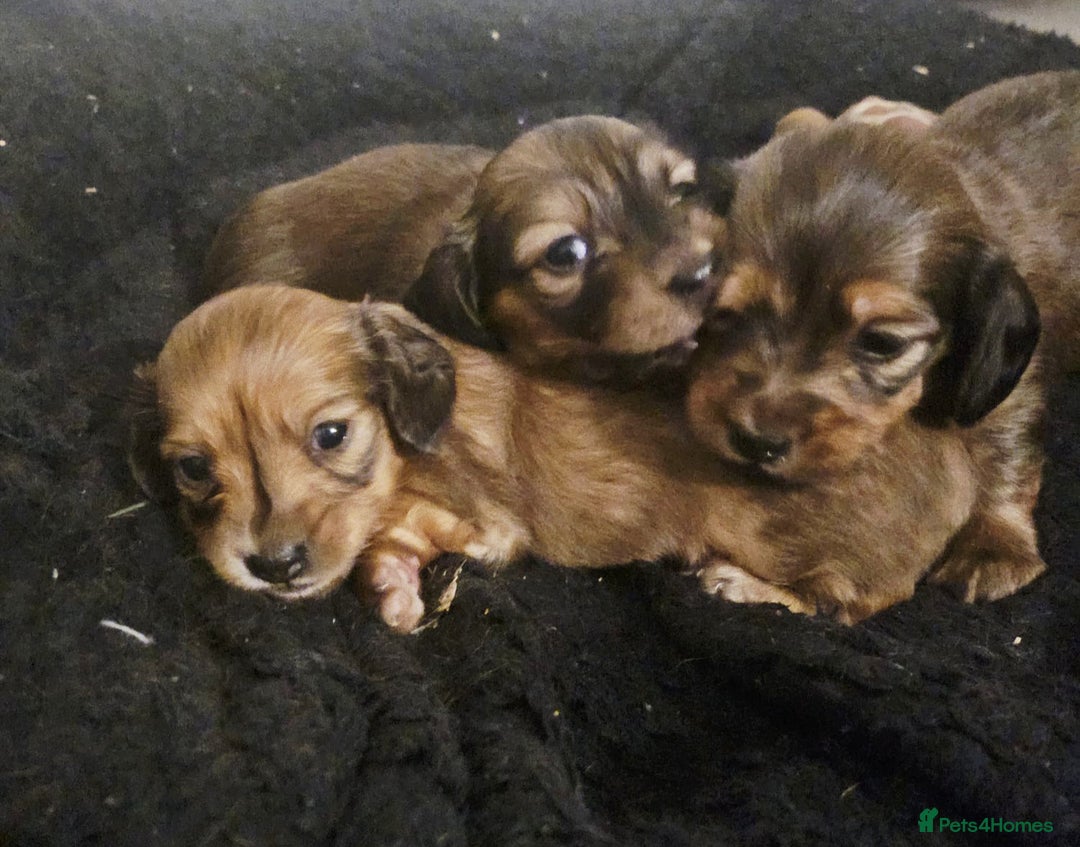Miniature Dachshund dogs for sale: Long-haired Miniature Dachshund Puppies for Sale - Image 1