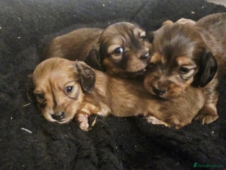 Miniature Dachshund dogs - Advert 9