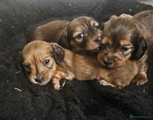 Miniature Dachshund dogs - Advert 13