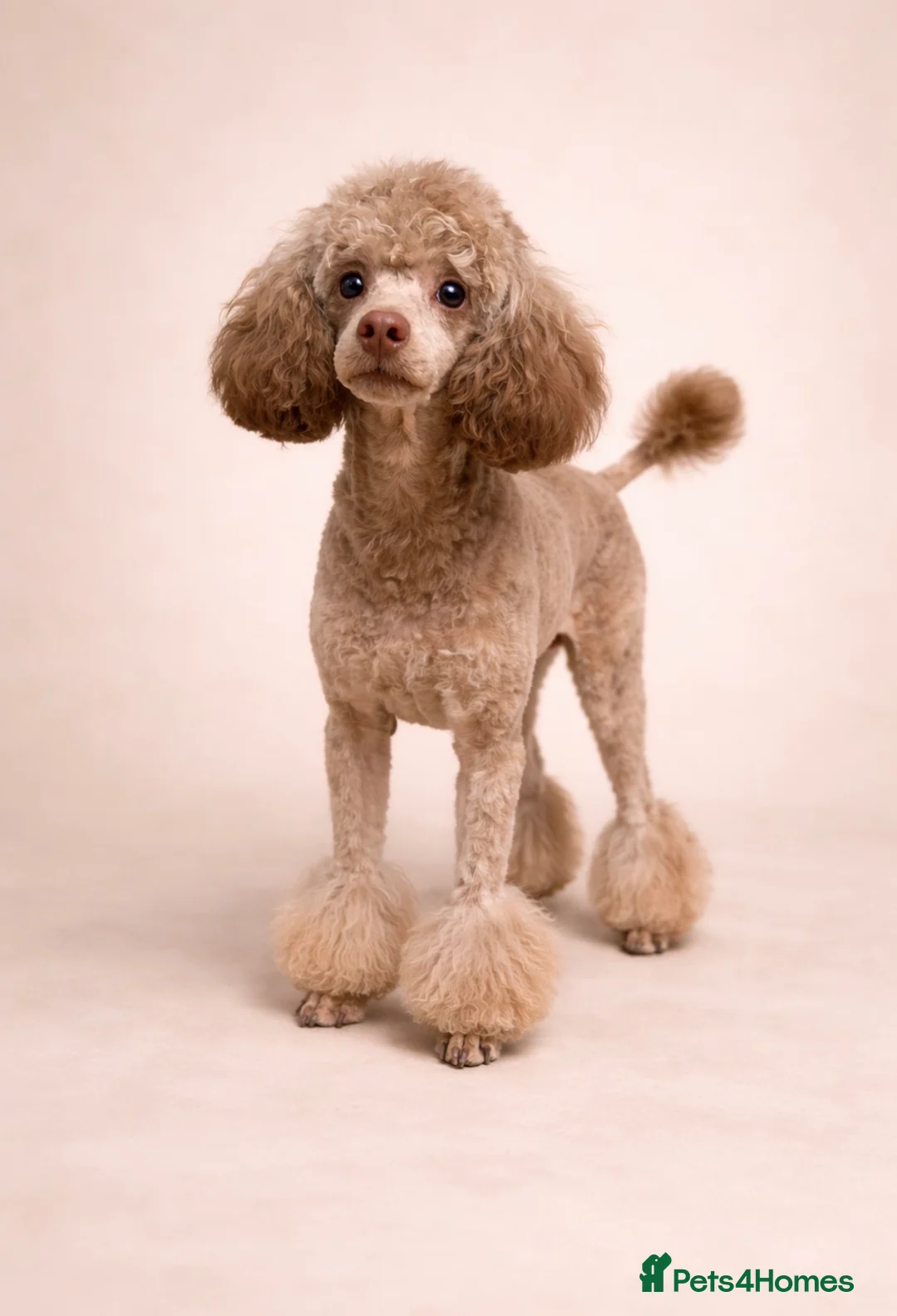 Toy Poodle dogs for stud: Chocolate Toy Poodle stud - Advert 1