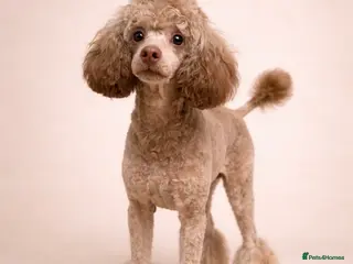 Toy Poodle dogs Chocolate Toy Poodle stud - Advert 7