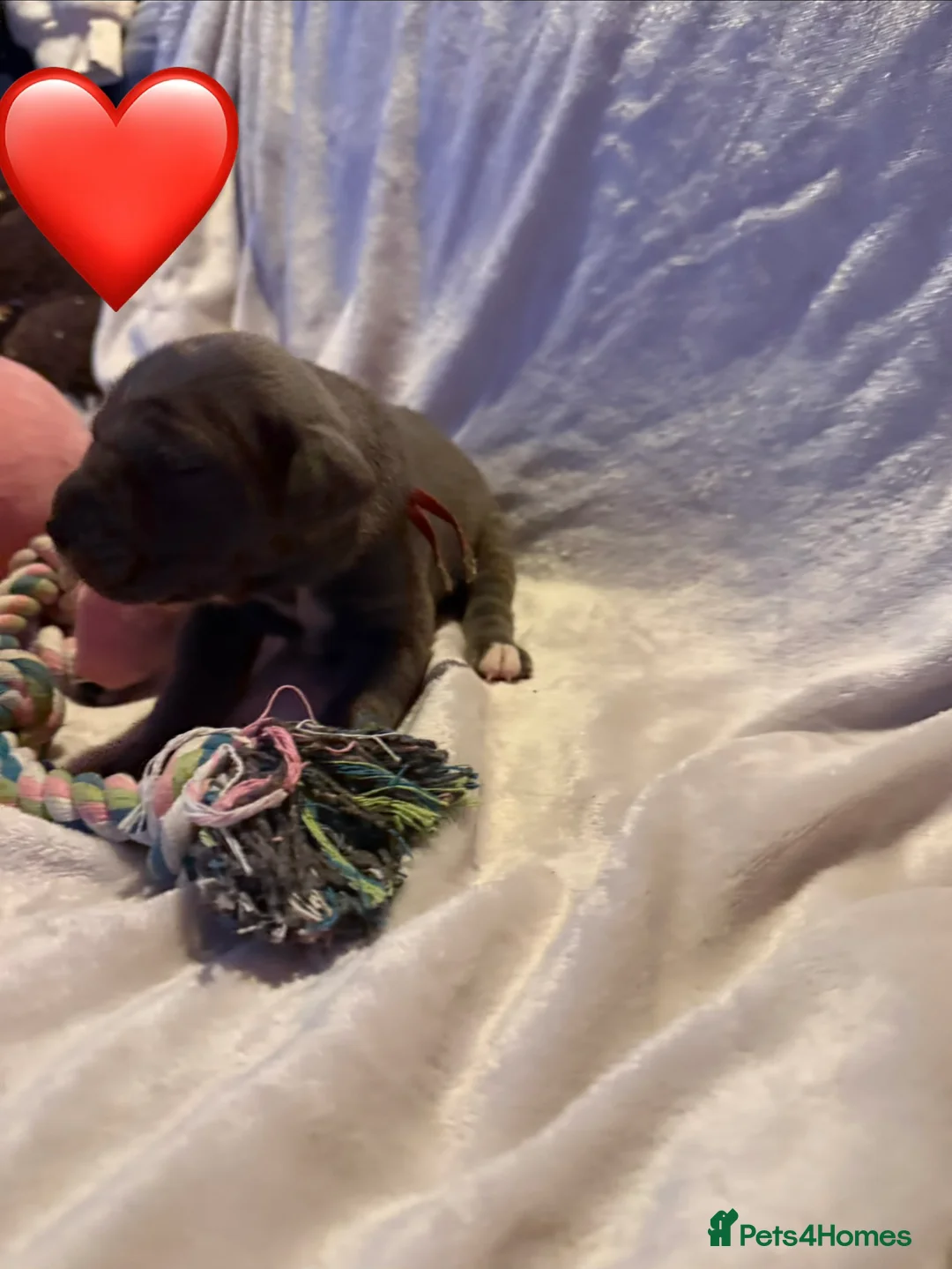 Cane Corso dogs for sale: Cane corso puppies ICCF registered  - Advert 38