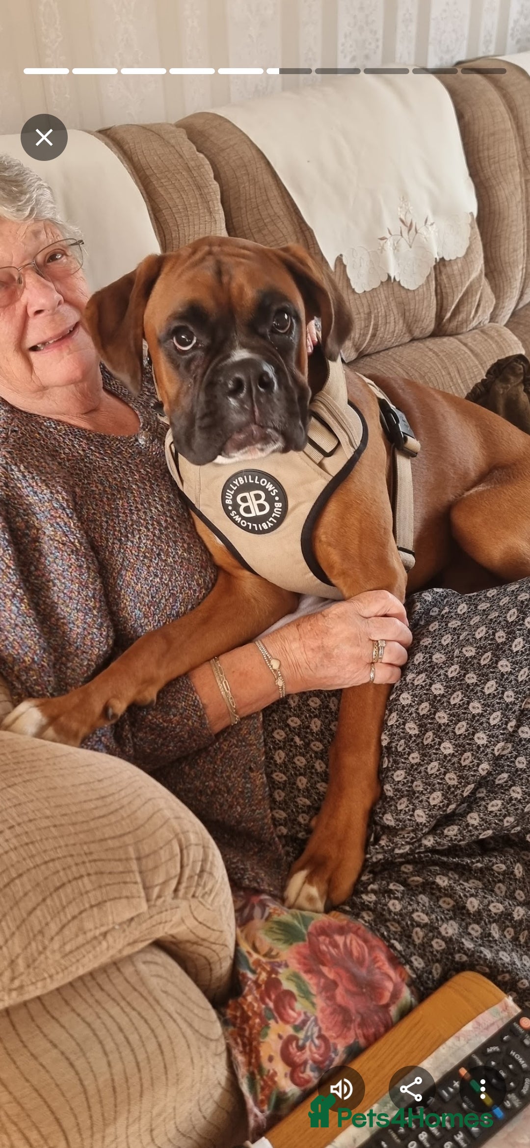 Boxer dogs for stud: Male boxer aged 2 ready for stud duties 🥰 - Advert 10