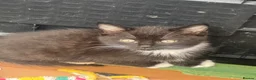 Mixed Breed cats for sale:  5 Adorable Kittens for Sale  - Advert 12