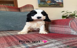 Cocker Spaniel dogs for sale: KC registered, health tested, show type puppies  - Image 6