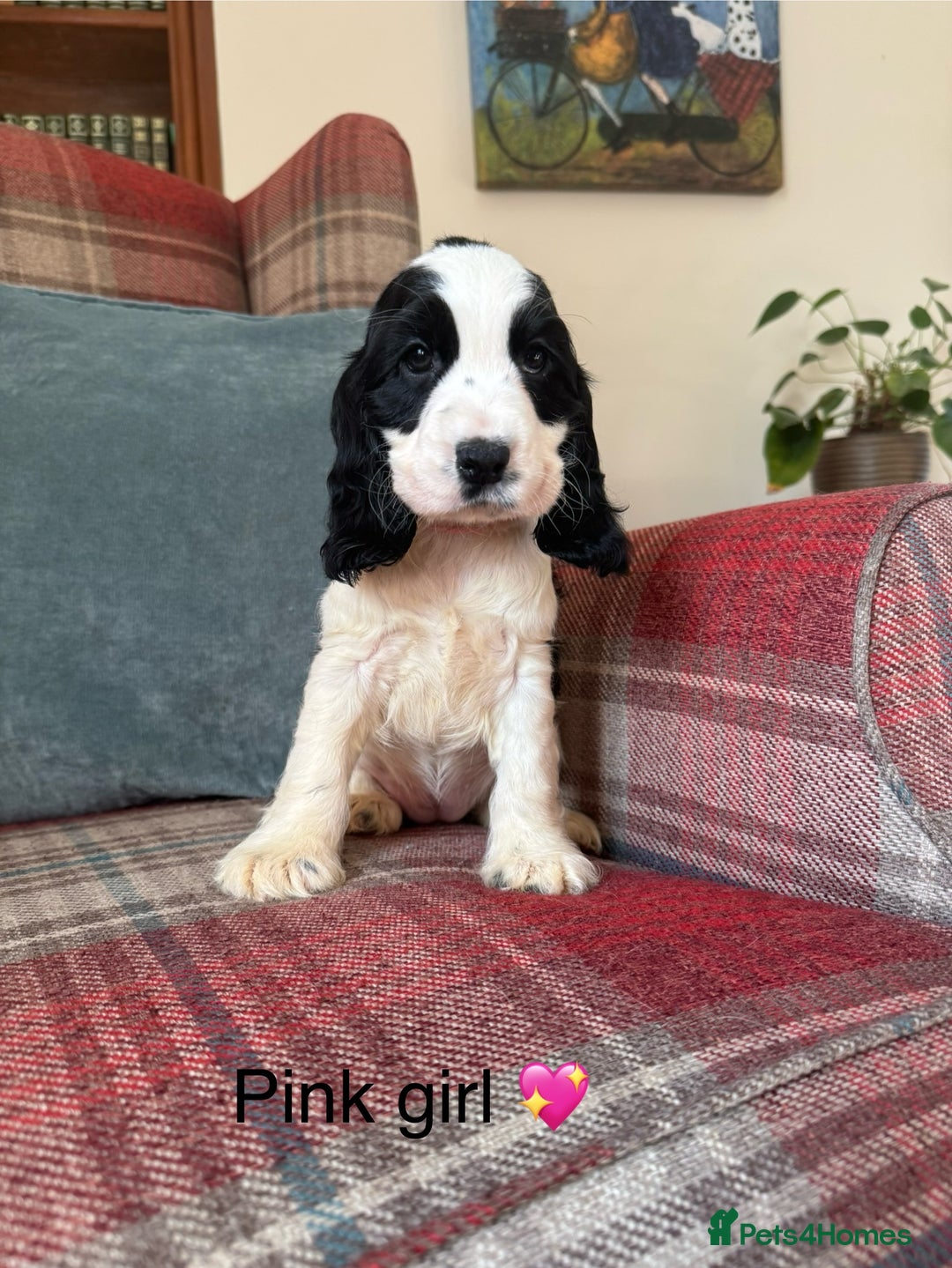 Cocker Spaniel dogs for sale: KC registered, health tested, show type puppies  - Image 6
