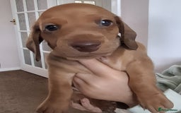 Miniature Dachshund dogs for sale: Miniature Dachshund Pups  in Banbury - Image 8