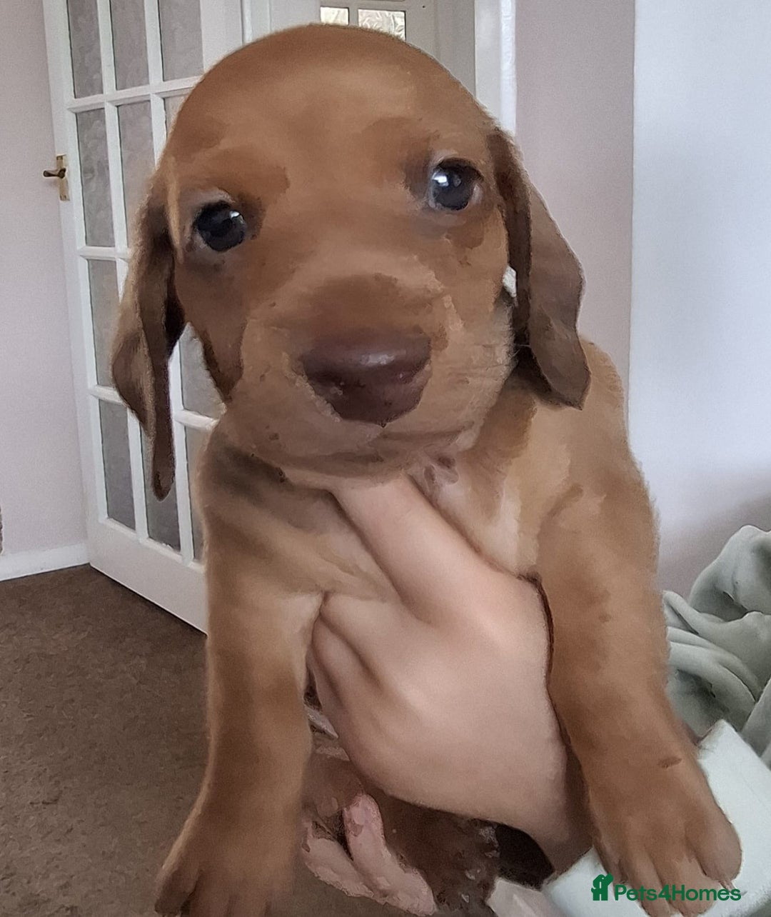 Miniature Dachshund dogs for sale: Miniature Dachshund Pups  in Banbury - Image 8