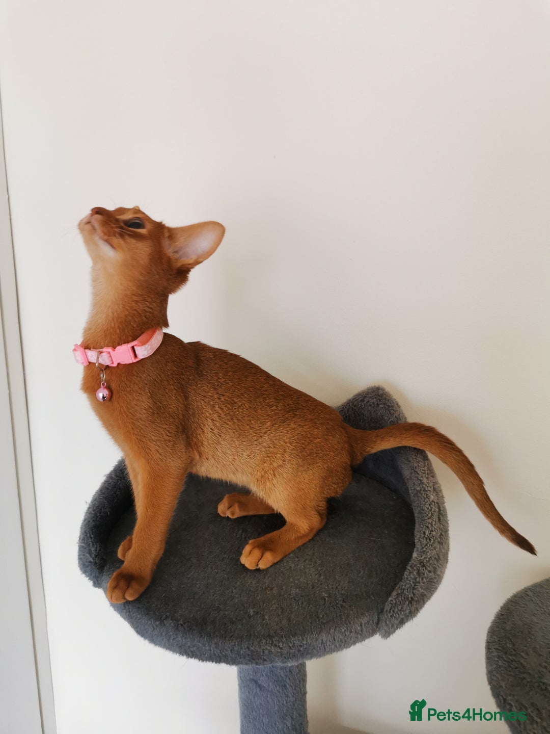 Abyssinian cats for sale: Ready now! Beautiful Abyssinians kittens❤️😍🤗 - Image 14
