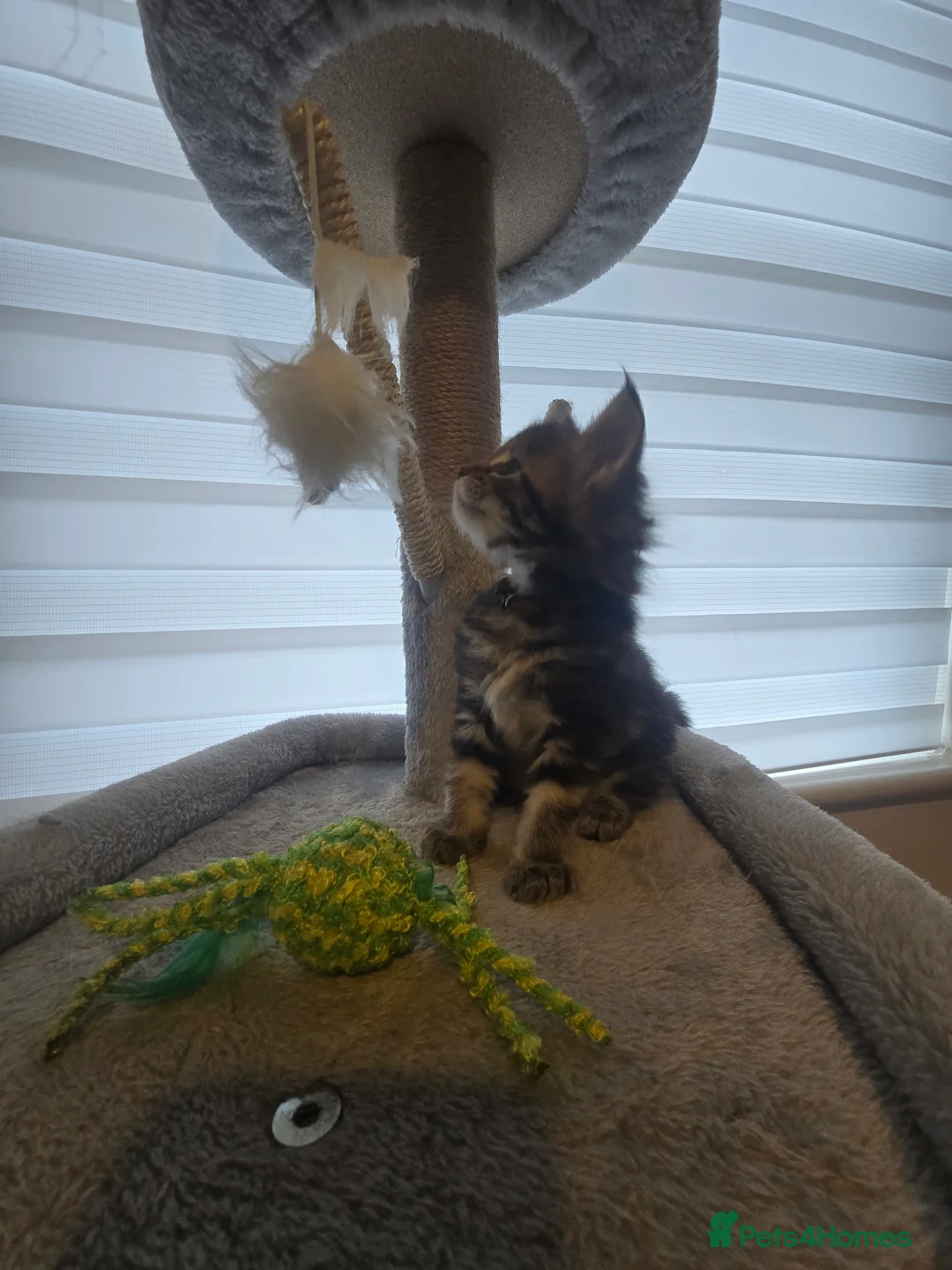 Maine Coon cats for sale: 5 adorable maine coon kittens - Advert 9