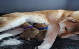 Japanese Shiba Inu dogs for sale: 1 KC Shiba inu girl left.  - Image 11