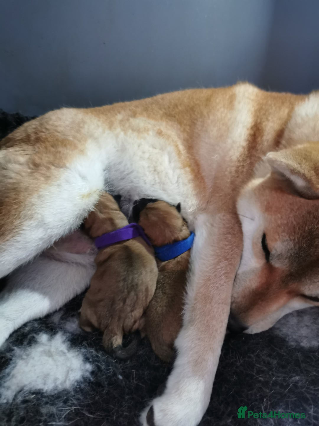 Japanese Shiba Inu dogs for sale: 1 KC Shiba inu girl left.  - Image 11
