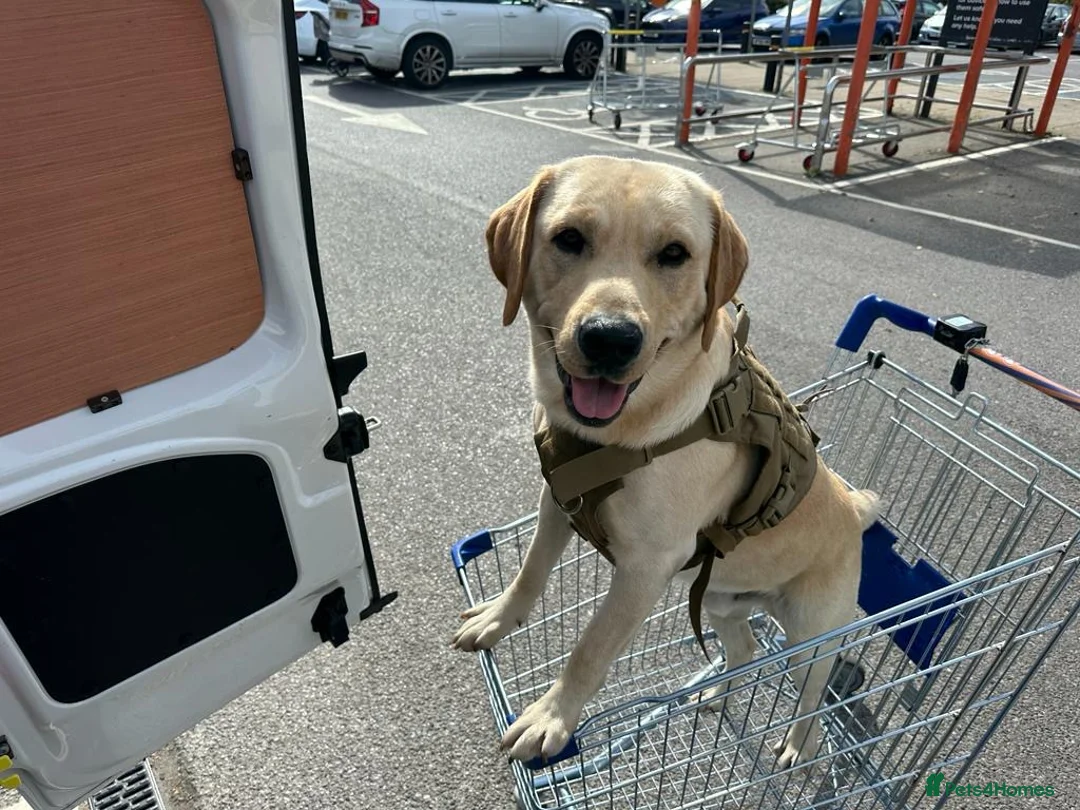 Labrador Retriever dogs for stud: Golden Labrador Retriever (4 years old)  in Ruislip - Advert 2