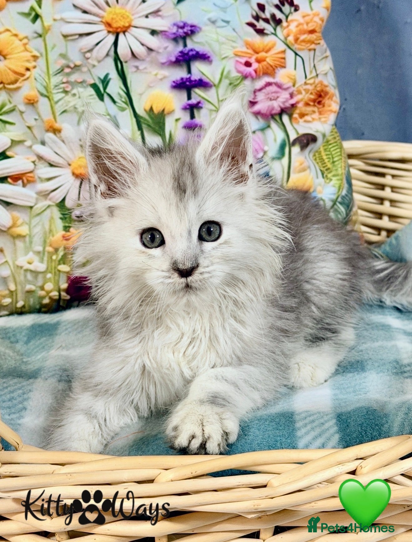 Maine Coon cats 🐾💠 *TICA REG* SILVER MAINE COON KITTENS 💠🐾 - Advert 8
