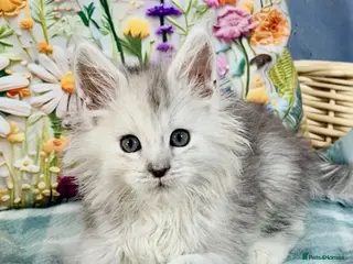 Maine Coon cats 🐾💠 *TICA REG* SILVER MAINE COON KITTENS 💠🐾 - Advert 14