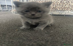 British Shorthair cats for sale: 5 male british blue shorthairs  - Image 3