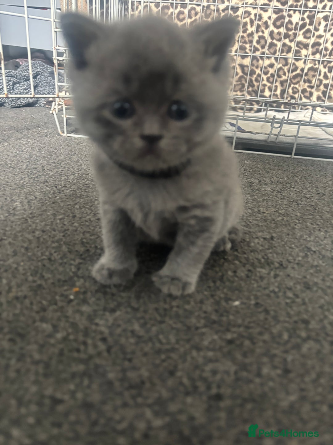 British Shorthair cats for sale: 5 male british blue shorthairs  - Image 3