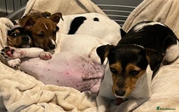 Jack Russell dogs for sale: 3 STUNNING JACK RUSSLE PUPPIES  - Image 6
