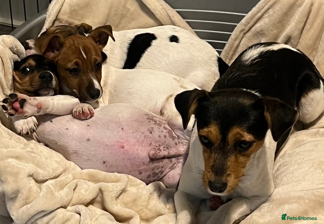 Jack Russell dogs for sale: 3 STUNNING JACK RUSSLE PUPPIES  - Image 6