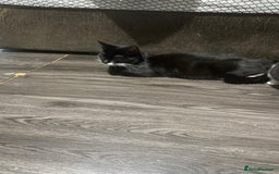 Mixed Breed cats for sale: 5 beautiful black and white kitties  - Image 19
