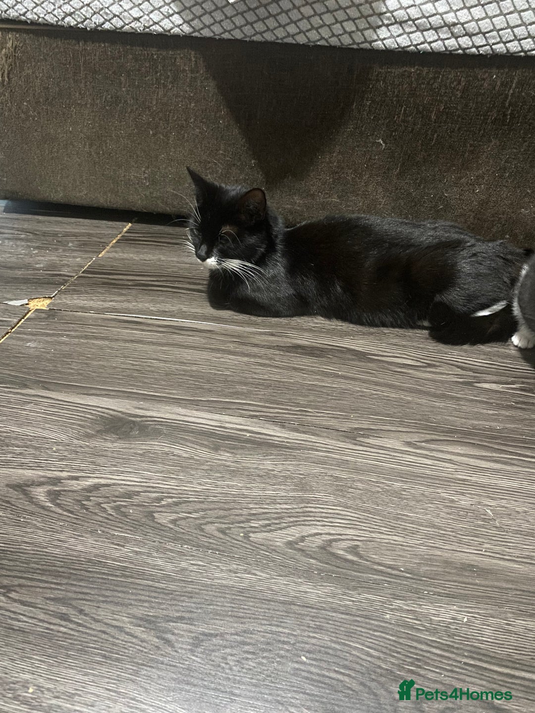 Mixed Breed cats for sale: 5 beautiful black and white kitties  - Image 19