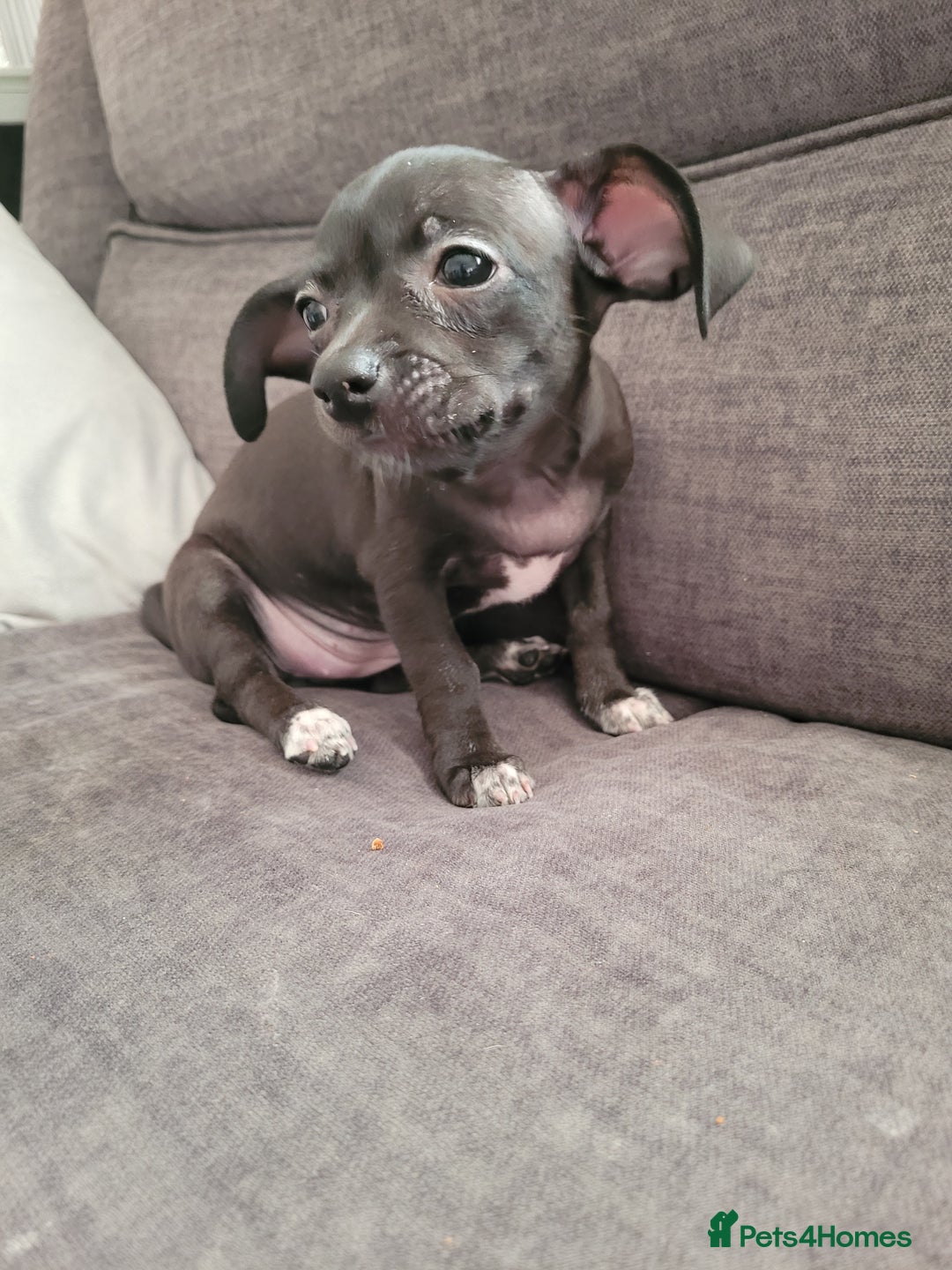 Chihuahua dogs for sale: Ready now - Advert 11