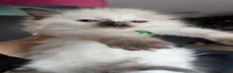 Ragdoll cats for sale: 4 absolutely stunning ragdoll kittens  - Advert 8