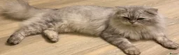 Mixed Breed cats for sale: Beautiful kittens available  - Advert 6
