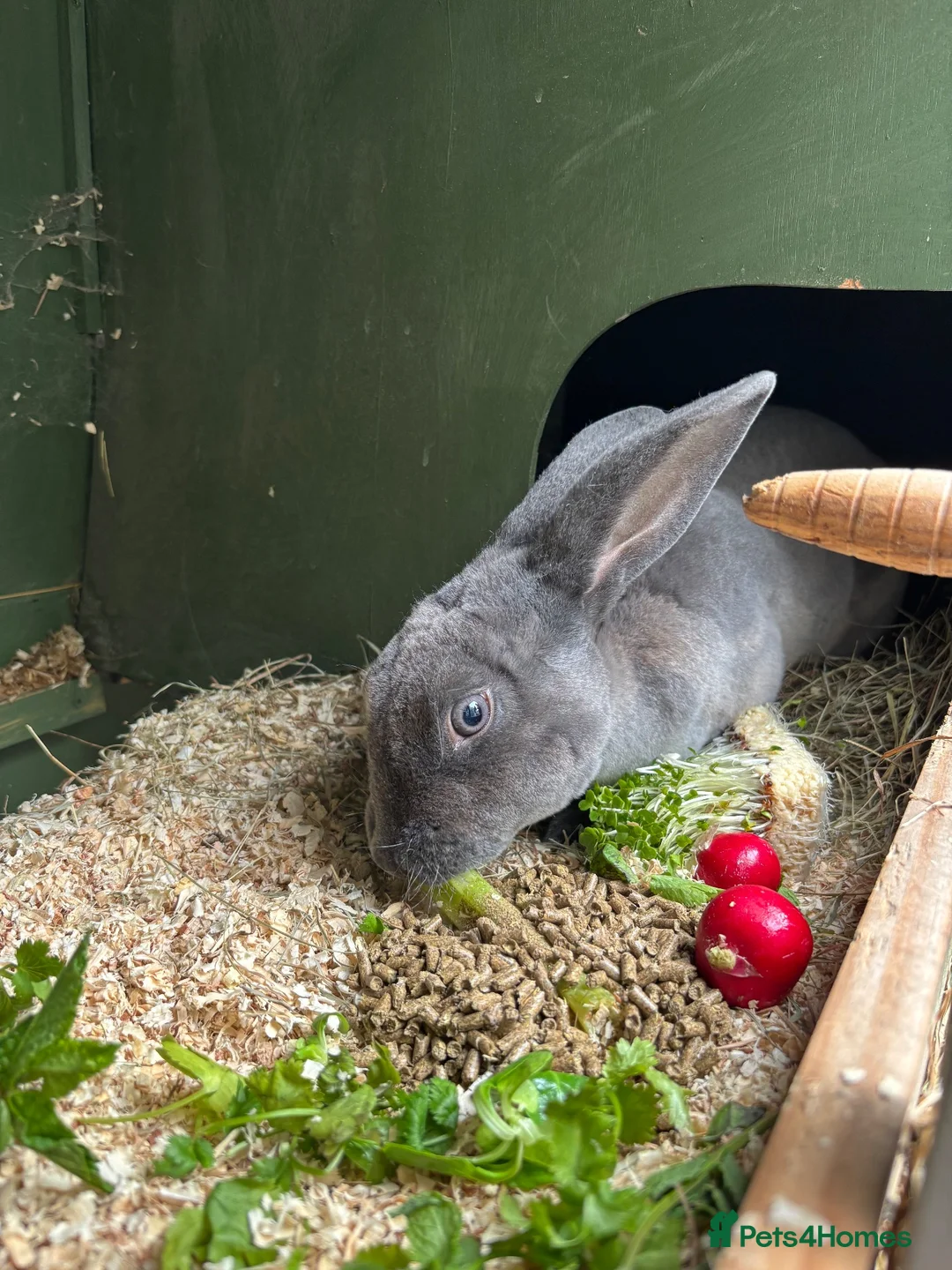 Rex rabbits for sale: Doe Smoke pearl Rex  - Advert 1