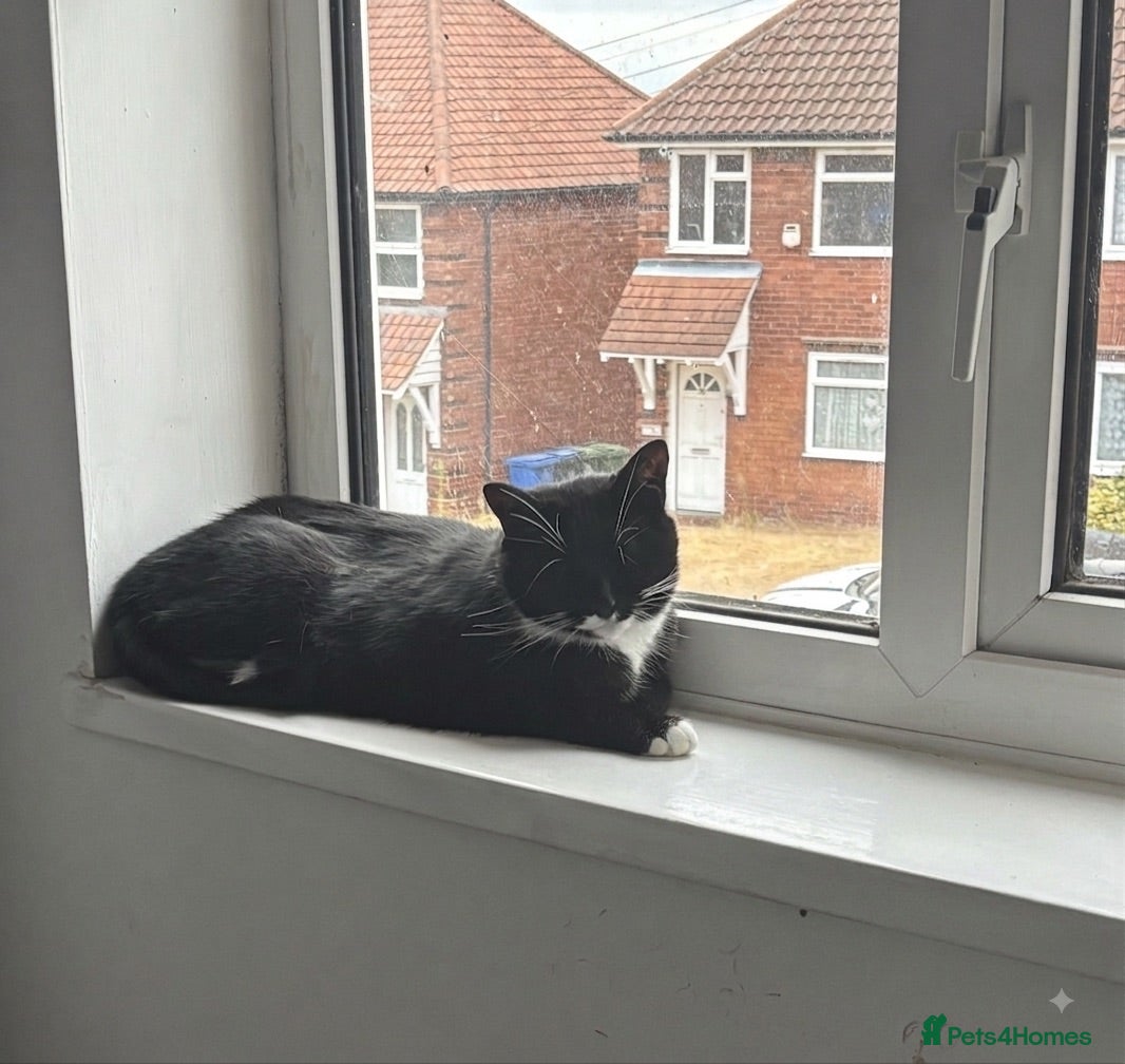 Domestic Shorthair cats Lovely girl looking for good home - Advert 1