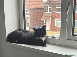 Domestic Shorthair cats Lovely girl looking for good home - Advert 2