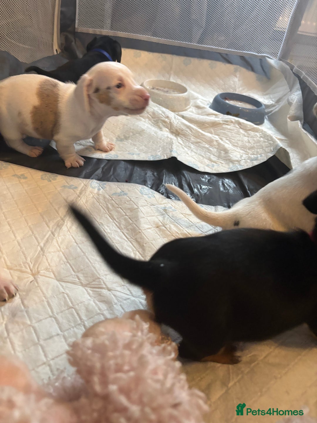 Dachshund dogs for sale: Pink and white albino chocolate dapple dachshund  - Advert 10